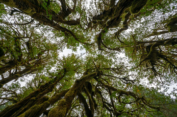 Upward view of Hoh Rain Forest canopy in Olympic National Park, Washington.