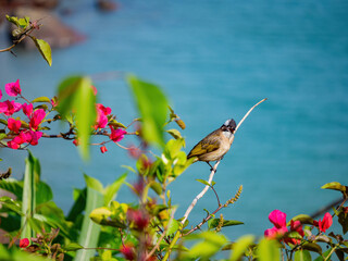 Close up shot of Chinese Bulbul singing
