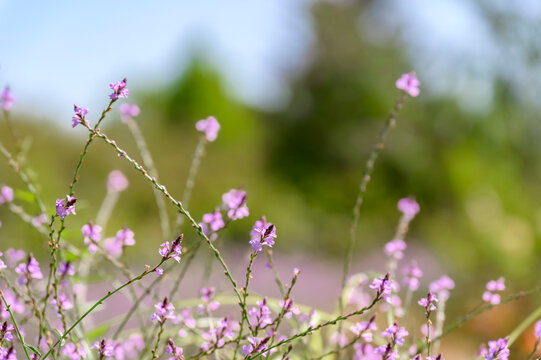 Vervain (Verbena officinalis var. grandiflora 'Bampton&rsquo;)