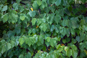 Leaf Wall
