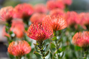 red and yellow flower