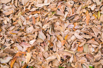 Background textures of brown yellow leaves Background,old leaf.