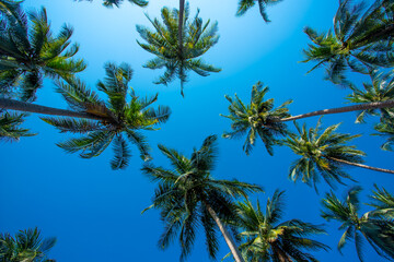 Obraz premium Coconut palm trees as natural ,background,