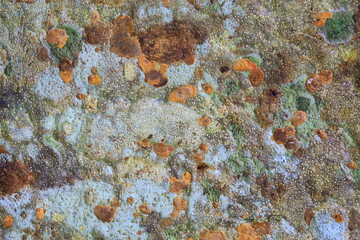 seamless tree bark texture,