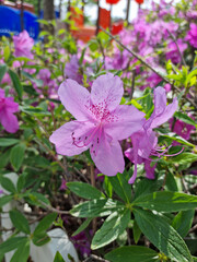 Obraz premium close-up pink royal azalea blossoms