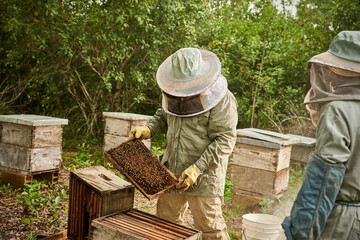 apicultor con traje especial abriendo colmena de abejas sosnteniendo un marco  - obrazy, fototapety, plakaty