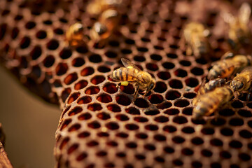 plano detalle de abeja (apismielifera) con polen dentro de su colmena - obrazy, fototapety, plakaty