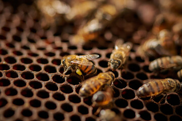 plano detalle de abeja con polen dentro de su colmena