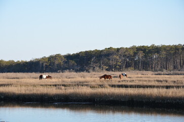 Fototapeta na wymiar a lake or river with brown grasses and shore and horses