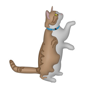 cat in cat in transparent background image background image