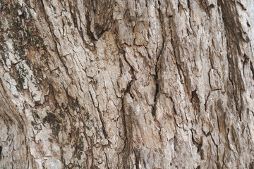 dry tree bark texture background