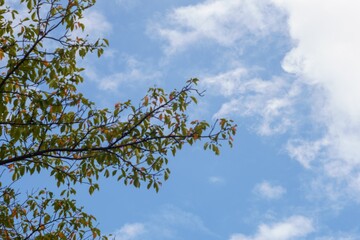 青空と木