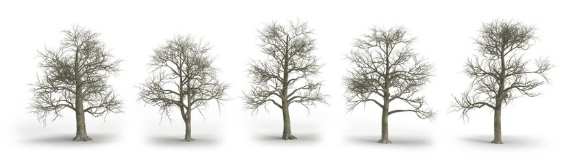 Dead tree 3d render isolated on transparent background
