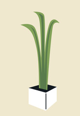 Decorative house plant