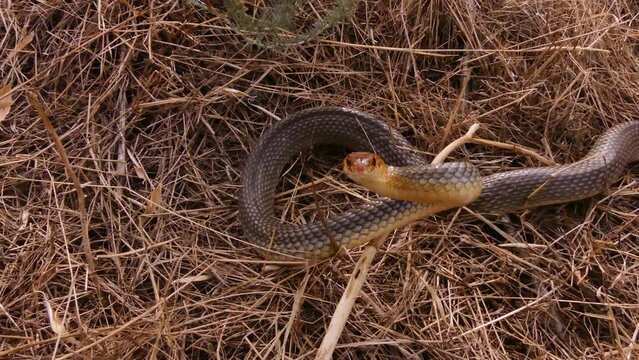 The Caspian whipsnake (Dolichophis caspius or Coluber caspius) is the largest and most aggressive snake in Europe. In case of danger, she does not run away, but attacks.