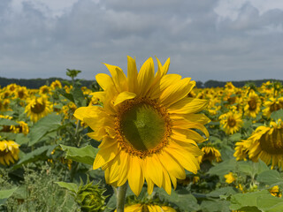 A field with sunflower. A big harvest. The concept of agriculture.