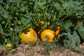 Obraz premium Pumpkins in Pumpkin Patch ready to harvest