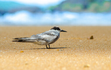 AVES LIMÍCOLAS MIGRATÓRIAS