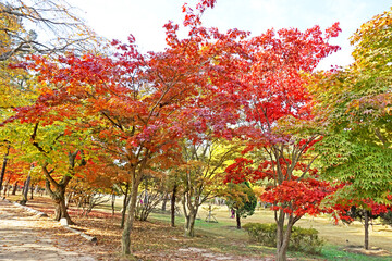 Naklejka premium The autumn season leaf in south Korea