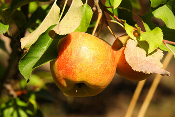 apple tree in the garden. apple orchard in Italy. ripe apples on a tree in the garden. juicy fruits. apple cultivation
