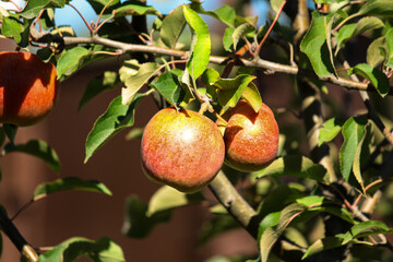 apples on a tree. apple tree in the garden. apple orchard in Italy. ripe apples on a tree in the garden. juicy fruits. apple cultivation