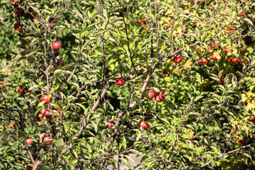 apple tree in the garden. apple orchard in Italy. ripe apples on a tree in the garden. juicy fruits. apple cultivation