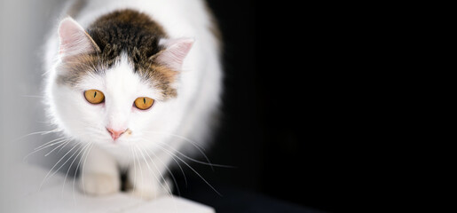 White kitten with yellow eyes on a black background with a light flare in the frame, banner