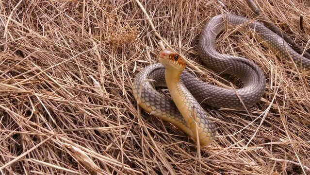The Caspian whipsnake (Dolichophis caspius or Coluber caspius) is the largest and most aggressive snake in Europe. In case of danger, she does not run away, but attacks.
