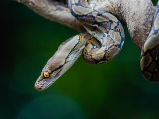 close up of a python