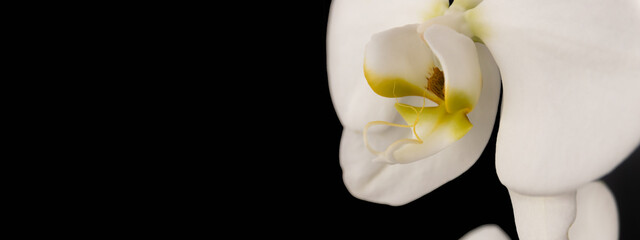 Orchid on black background 