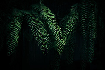 Green hanging fern leaves on dark background 