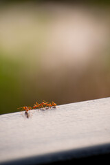 ants on the iron bridge