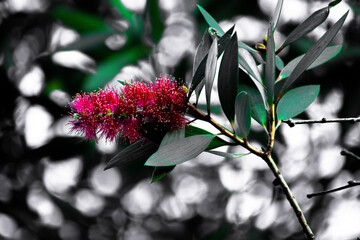 flowers in the garden