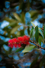 flowers in the garden