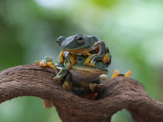 frog on a leaf