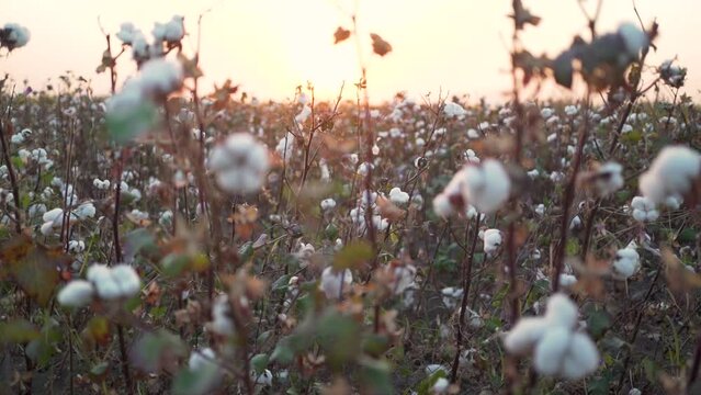 A branch of ripe cotton on a cotton field at sunset. Hand opens a cotton box