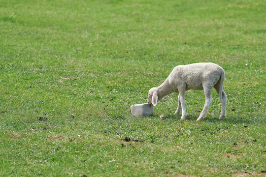 ein einzelnes junges Lamm auf einer Wiese leckt an einem Salzleckstein