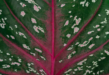 Abstract background  beautiful pattern of leaves Green with pink veins is the art of nature that creates a beautiful and harmonious blend.