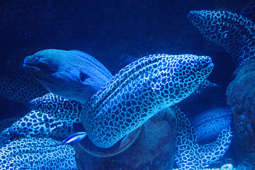 eel in aquarium