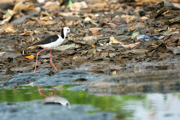 black headed gull