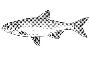 Cartoon style line drawing of a redfin shiner or Lythrurus umbratilis a freshwater fish endemic to North America with halftone dots shading on isolated background in black and white.
