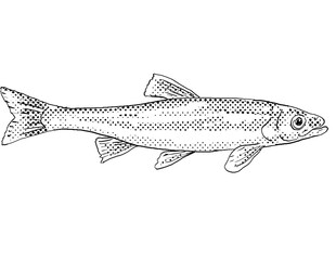 Cartoon style line drawing of a redside dace or Clinostomus elongatus a freshwater fish endemic to North America with halftone dots shading on isolated background in black and white.