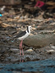 black headed gull