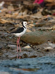 black headed gull