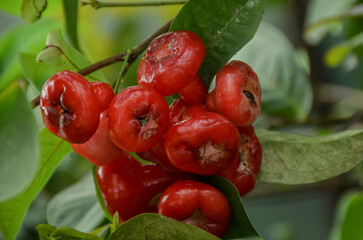 beautiful color authenticity