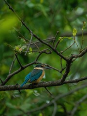 kingfisher on branch