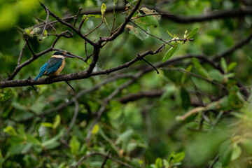 kingfisher on branch
