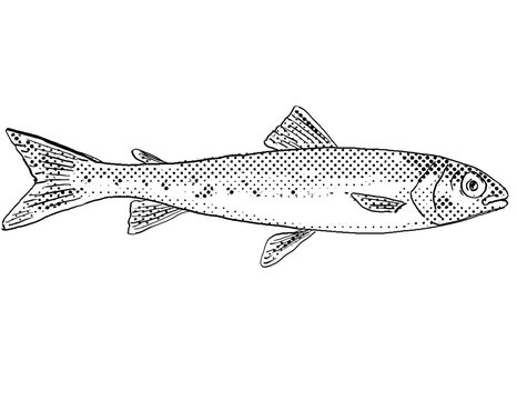 Cartoon Style Line Drawing Of A Round Whitefish Or Prosopium Cylindraceum  A Freshwater Fish Endemic To North America With Halftone Dots Shading On Isolated Background In Black And White.