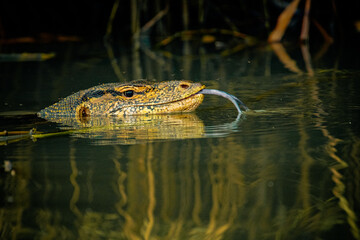 crocodile in the water