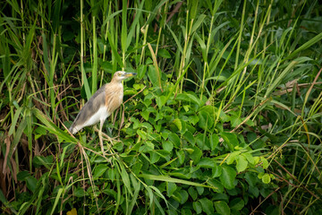 heron in the grass